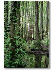 Ebenezer Swamp. Photo courtesy of Dr. Mike Hardig.